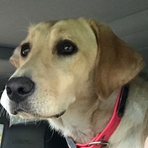 Meet your Posher, KJ